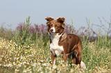 BORDER COLLIE 408